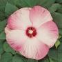 Seminte profesionale Hibiscus moscheotus - Hibiscus - imagine 49380